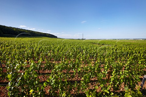 Chambertin vineyard view north with Montagne de la Combe Grisard on left GevreyChambertin CtedOr France  Cte de Nuits Grand Cru