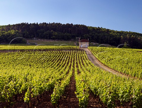 Clos des Varoilles vineyard GevreyChambertin CtedOr France   Cte de Nuits Premier Cru
