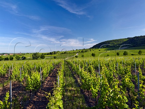 Rechbchel vineyard of Dr Brklin Wolf at Wachenheim an der Weinstrasse with village of Forst in distance Pfalz Germany
