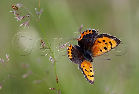 Small Copper butterfly on grass  Hurst Meadows West Molesey Surrey England
