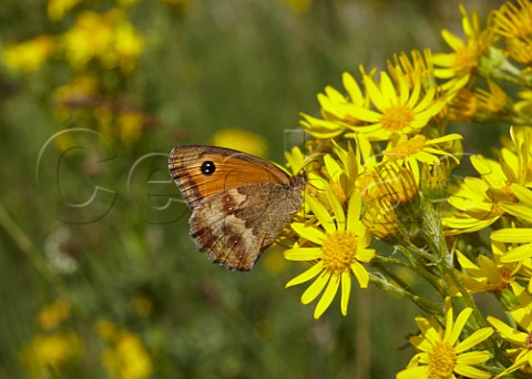 Gatekeeper butterfly on Ragwort  Hurst Meadows West Molesey Surrey England