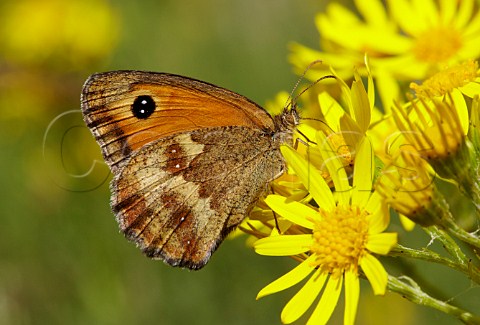 Gatekeeper butterfly feeding on Ragwort  Hurst Meadows West Molesey Surrey England