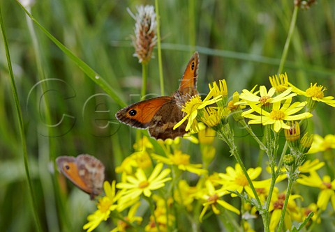 Gatekeeper butterflies on Ragwort   Hurst Meadows West Molesey Surrey England