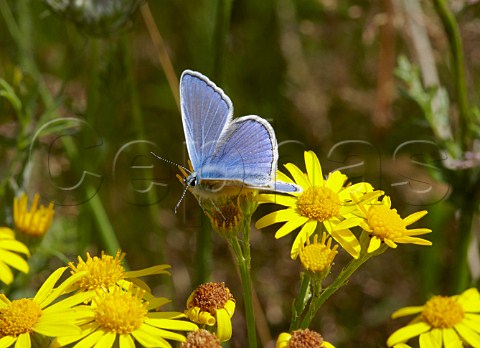Common Blue butterfly on Ragwort  Hurst Meadows West Molesey Surrey England