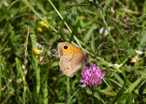 Meadow Brown butterfly feeding on clover  Hurst Meadows West Molesey Surrey England