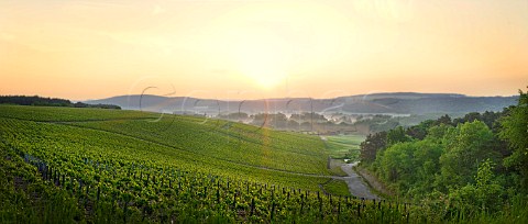 Sunrise over vineyards of Les Riceys Aube France  Champagne  Ros des Riceys