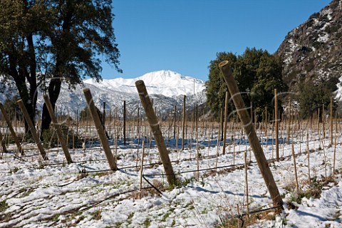 Snow on new Cabernet Sauvignon vineyard of William Fvre with Boca Chica mountain in distance Maipo Valley Chile
