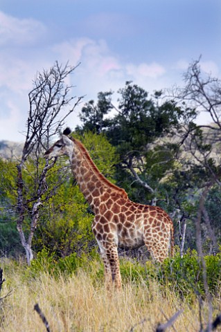 Giraffe in HluhluweUmfolozi Game Reserve KwaZuluNatal South Africa