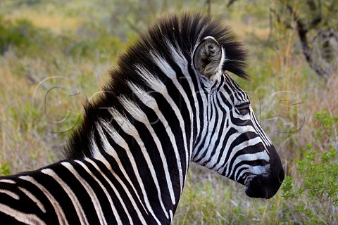 Zebra in HluhluweUmfolozi Game Reserve KwaZuluNatal South Africa
