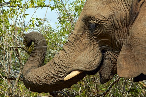 Elephant in Natal Lion Park near Pietermaritzburg KwaZuluNatal South Africa