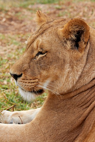 Lioness in Natal Lion Park near Pietermaritzburg KwaZuluNatal South Africa