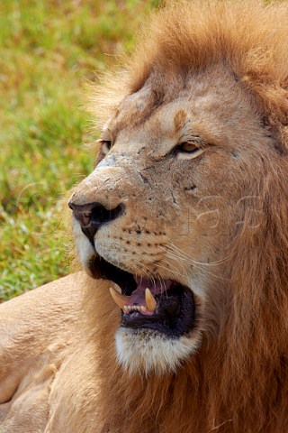 Male lion in Natal Lion Park near Pietermaritzburg KwaZuluNatal South Africa