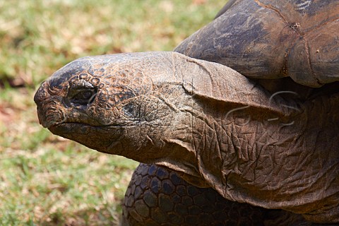 Aldabra Giant Tortoise in Mitchell Park Zoo Durban KwaZuluNatal South Africa