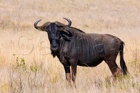 Blue Wildebeest in Tala Game Reserve near Pietermaritzburg KwaZuluNatal South Africa