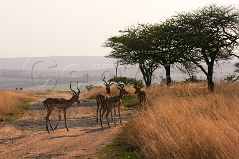 Impala in Tala Game Reserve near Pietermaritzburg KwaZuluNatal South Africa
