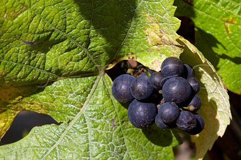 Smallberried Pinot Noir grapes in Exton Park Vineyard Exton Hampshire England