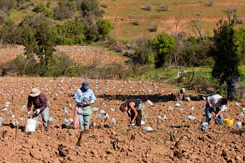 Workers grafting old Pas vines with Grenache  aluminium foil and plastic film are used to protect them  Sauzal Maule Valley Chile