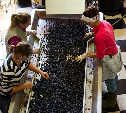 Harvested Merlot grapes on the sorting table at Chteau Daugay Saintmilion Gironde France  Stmilion  Bordeaux