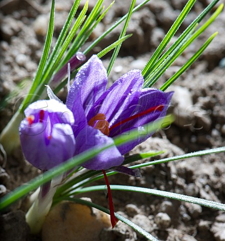 Saffron Crocus flowers Safran de Bordeaux AmbarsetLagrave Gironde France