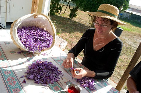 Chantal Pelette collecting stigmas from Saffron Crocus flowers Safran de Bordeaux AmbarsetLagrave Gironde France