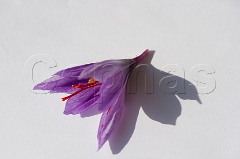Saffron Crocus flower Safran de Bordeaux AmbarsetLagrave Gironde France