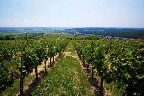 View to Hungary from vineyard on the hill at Eisenberg Burgenland Austria  Sdburgenland