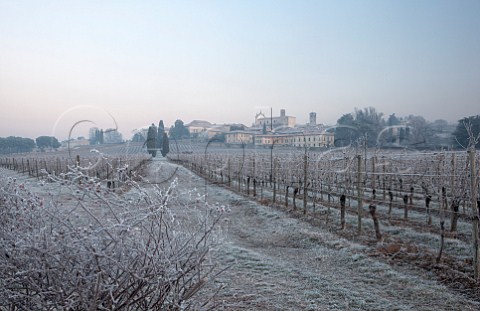 Vineyard of Bellavista behind Villa Lechi Erbusco Lombardy Italy   Franciacorta