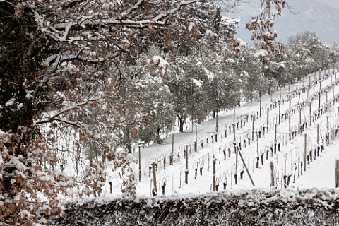 Vineyard of Bellavista in the snow   Erbusco Lombardy Italy   Franciacorta