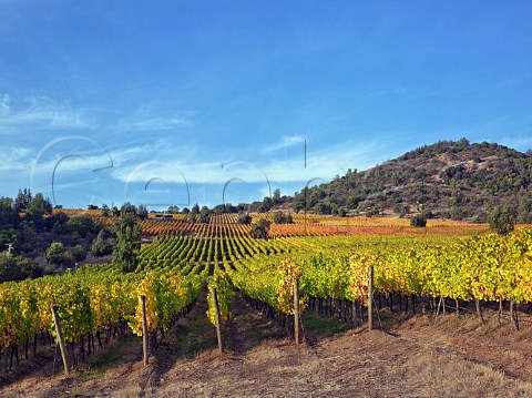 Autumnal Cabernet Sauvignon Carmenre and Petit Verdot vineyards of Altair  Cachapoal Valley Chile  Rapel