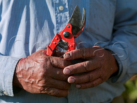 Hands of an 86year old vineyard worker holding his secateurs   Via Falernia Elqui Valley Chile  Elqui Valley