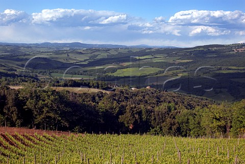 Vineyard of Terralsole Montalcino Tuscany Italy  Brunello di Montalcino