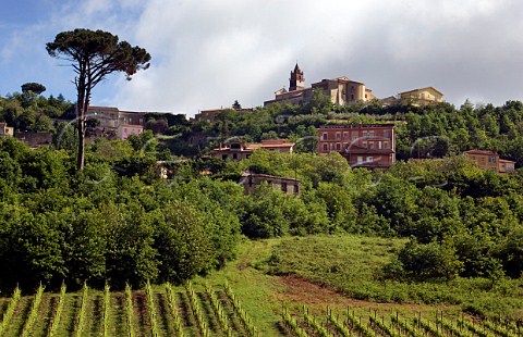 Fiano vineyard below village of Montefalcione Avellino Campania Italy  Fiano di Avellino