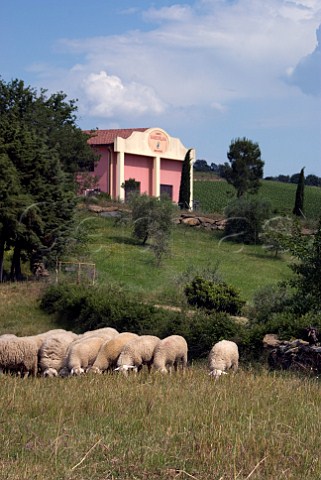 Sheep grazing by winery of Massi di Mandorlaia Scansano Tuscany Italy  Morellino di Scansano