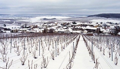 Snow blankets the vineyards and village of Avize Marne France                   Cte des Blancs  Champagne