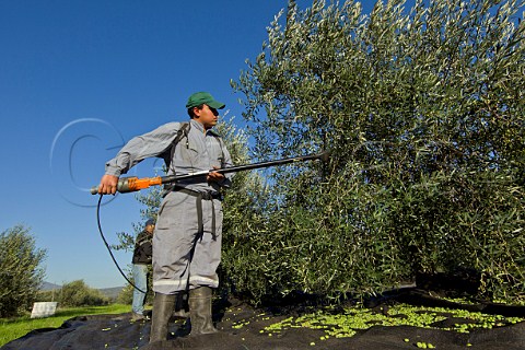 Using a mechanical beater to shake olives from the tree onto mats laid underneath Olive Oil DeLeyda Leyda Valley Chile