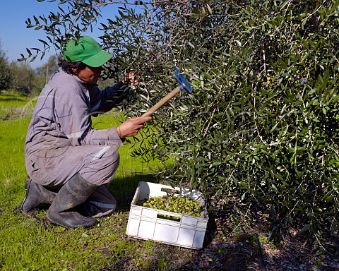 Worker raking olives from a tree Olive Oil DeLeyda Leyda Valley Chile