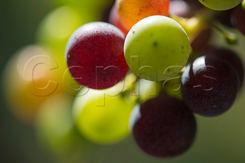 Vraison of Merlot grapes Bordeaux France