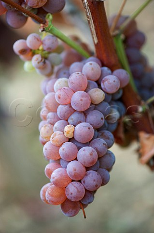 Sauvignon Gris grapes in vineyard of Chteau HautBrion Pessac Gironde France  PessacLognan  Bordeaux