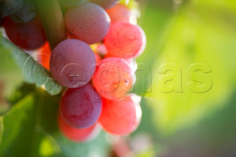 Sauvignon Gris grapes in vineyard of Chteau HautBrion Pessac Gironde France  PessacLognan  Bordeaux