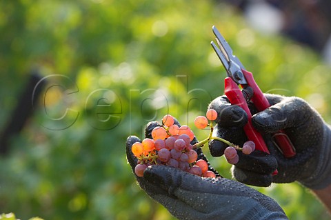 Picking Sauvignon Gris grapes on first day of harvest at Chteau HautBrion Pessac Gironde France  PessacLognan  Bordeaux