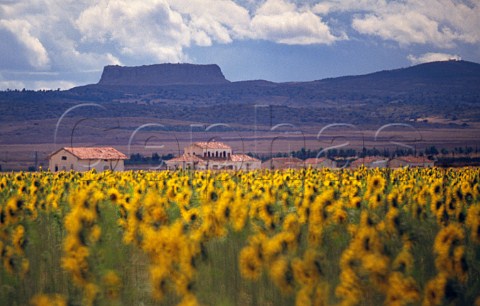 Field of sunflowers shimmering in the heat haze on the high meseta of La Mancha Spain