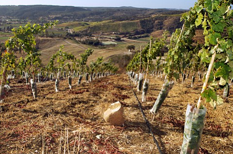 Young Pinot Noir vines in the Tierras Blancas vineyard of Via Casa Marin  San Antonio Valley Chile
