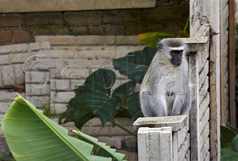 Vervet monkey sitting on garden wall Amanzimtoti KwaZuluNatal South Africa