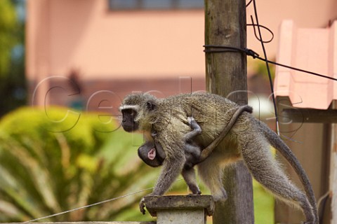 Vervet monkey with baby on garden wall Amanzimtoti KwaZuluNatal South Africa