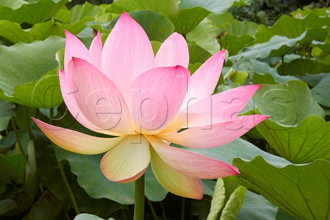 Pink Lotus in flower Amanzimtoti KwaZuluNatal South Africa