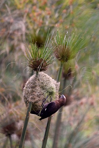 ThickBilled Weaver building a nest Amanzimtoti KwaZuluNatal South Africa