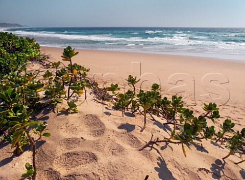 Coco Cabanas beach resort Ponta do Ouro southern Mozambique