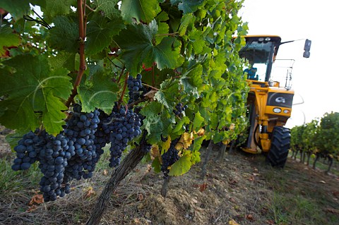 Machine harvesting Merlot grapes in vineyard at Ladaux  Gironde France Bordeaux HautBenauge