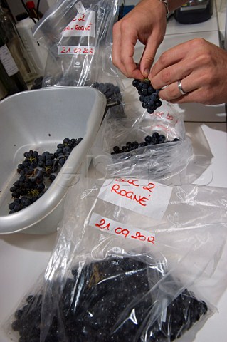 Preparation of Merlot grape samples for laboratory analysis prior to harvest Laboratoire Sarco Floirac Gironde France Bordeaux