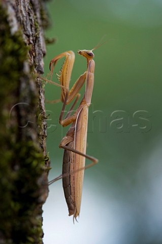 Praying Mantis on tree  Gironde France